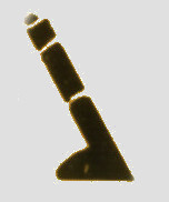 Symbol Lampe